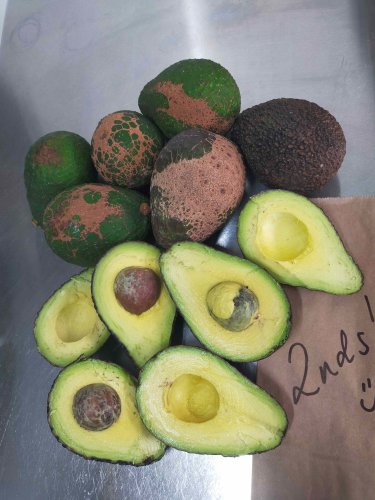 AVO Seconds